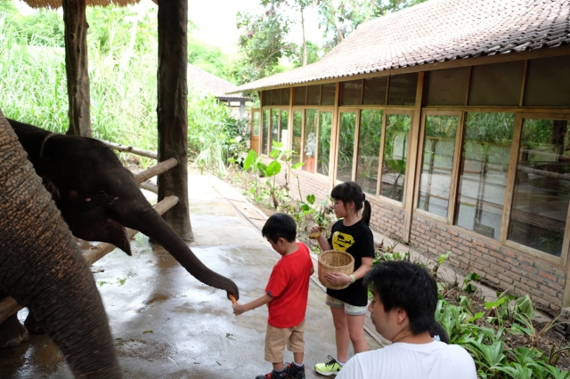 kasi makan gajah